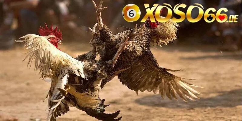 Đá Gà Cựa Dao – Tìm Hiểu Về Hình Thức Cá Cược Đỉnh Cao