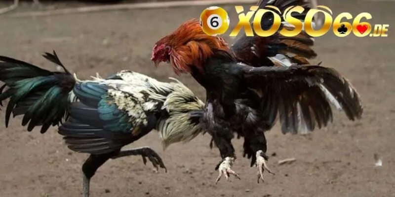 Chia sẻ cách đặt cược chọi gà cựa dao hiệu quả