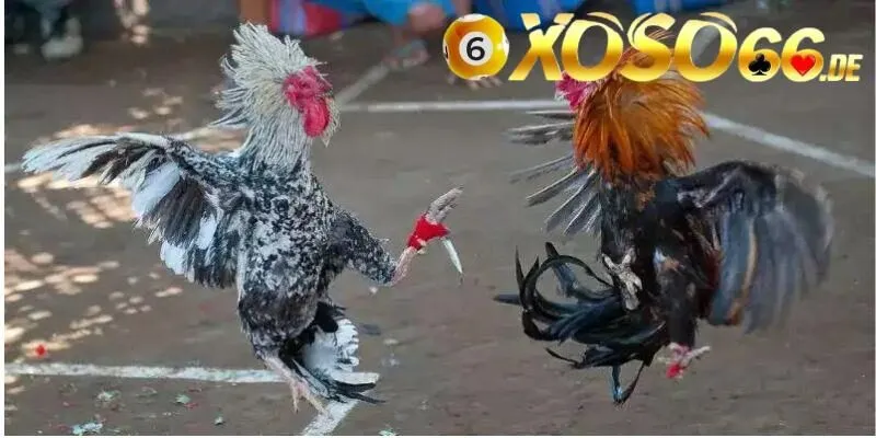 Đá gà cựa dao là hình thức gì?