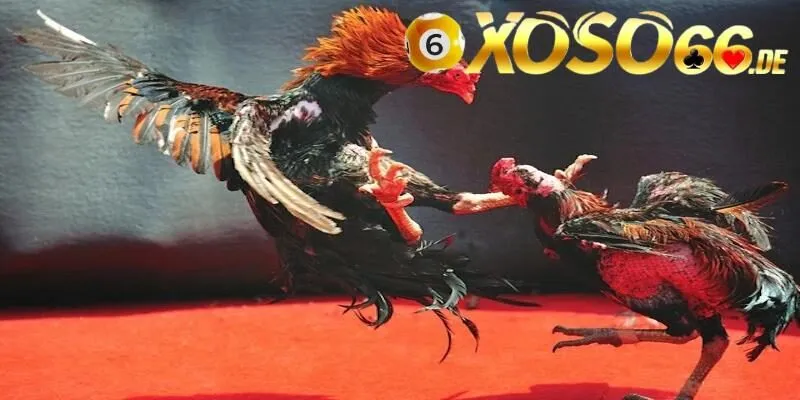 Đá Gà Cựa Sắt – Hình Thức Chọi Kê Thú Vị Và Hấp Dẫn