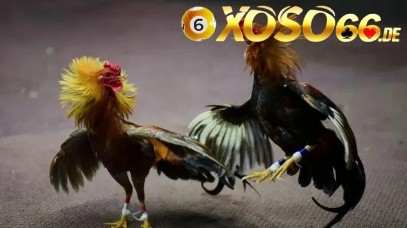 Giới thiệu về hình thức chơi cá cược đá gà cựa sắt