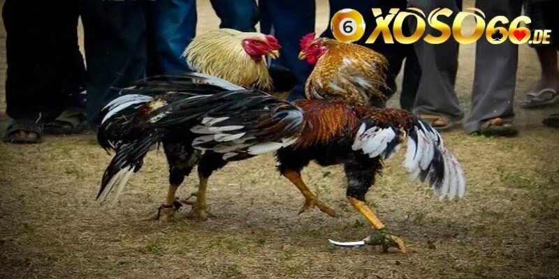 Đá Gà Cựa Tròn – Hình Thức Chọi Kê Cá Cược Đỉnh Cao Và Thú Vị