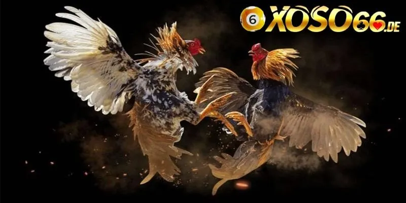 Cách đặt cược đá gà cựa tròn giúp thắng đậm