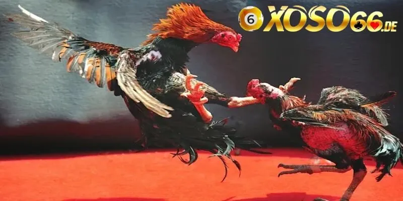 Giới thiệu về hình thức giải trí đá gà cựa tròn