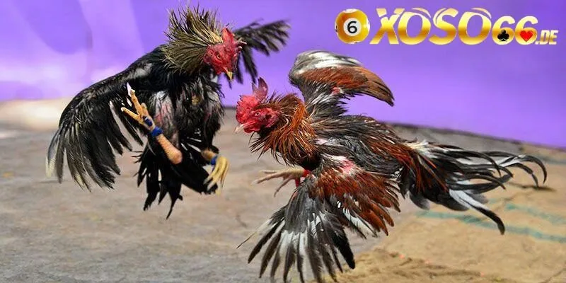 Luật chơi đấu gà cựa tròn chi tiết nhất