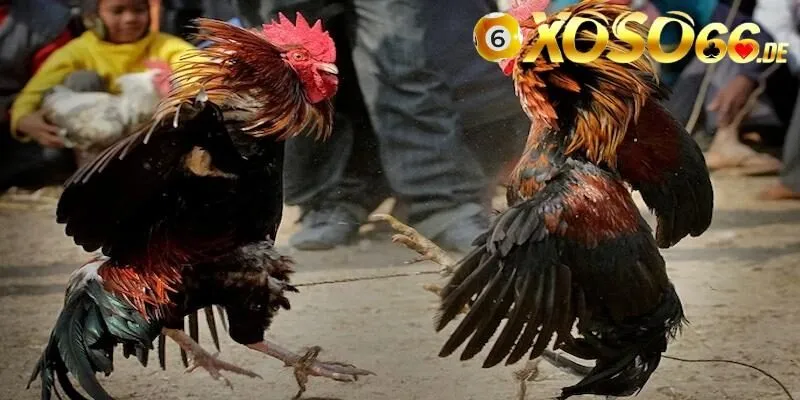 Đá Gà Mỹ – Kinh Nghiệm Chơi Chọi Kê Cá Cược Hiệu Quả