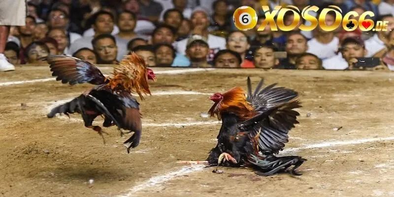 Đá gà Mỹ được hiểu là hình thức giải trí như thế nào?