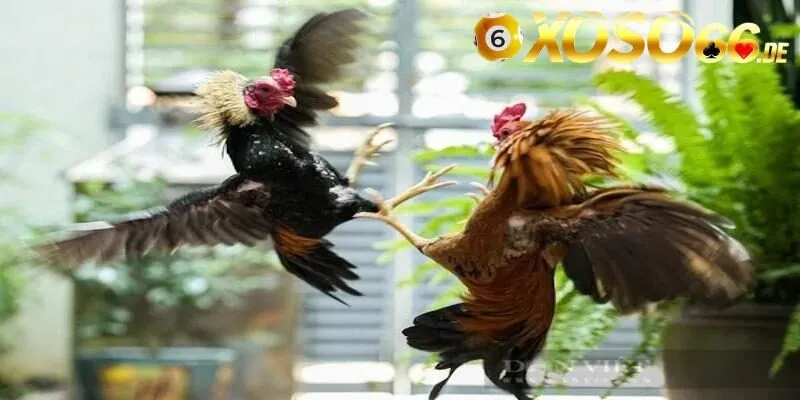 Mẹo chơi cá cược đấu gà Mỹ hiệu quả