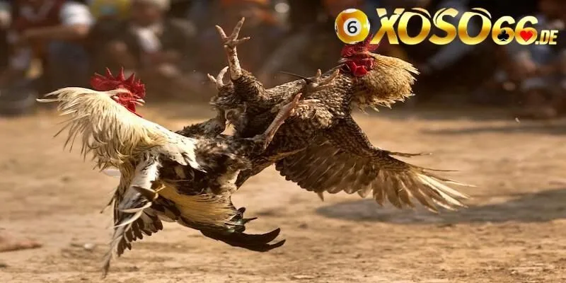 Đá Gà Thomo – Mẹo Chơi Cá Cược Hiệu Quả Và Dễ Thắng