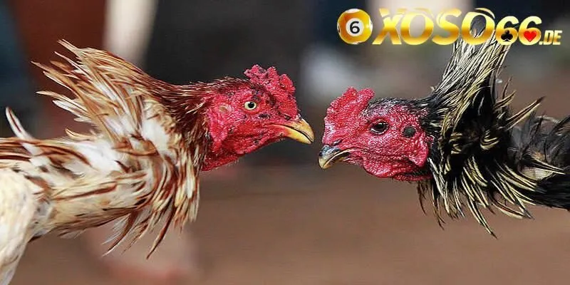 Đá gà Thomo được hiểu là gì?