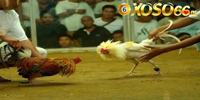 Chia sẻ chi tiết luật chơi đá gà Thomo từ A đến Z