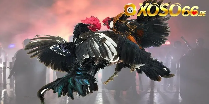 Bỏ túi mẹo chơi đấu gà Thomo hiệu quả và dễ thắng